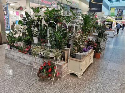 Kwiaciarnia “Ewa” Vivo Piła